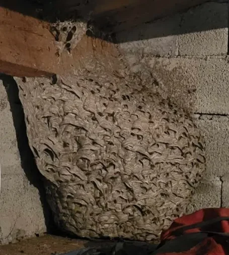 Nid de guêpes construit en matériaux naturels, fixé à un mur en béton.