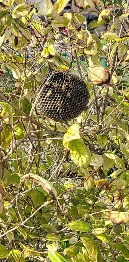 Nid d'abeilles suspendu entre des feuilles vertes au soleil.