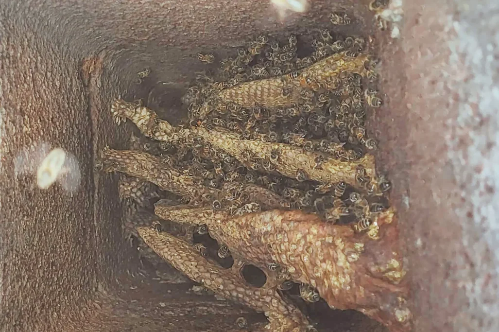 Colonie d'abeilles se regroupant dans une cavité, entourées de cire et de débris.